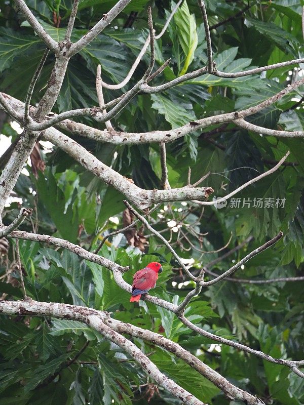 树上的鹦鹉(eclectus roratus